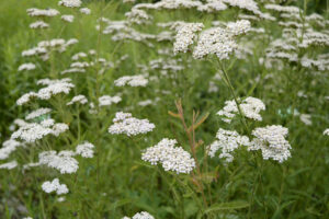 cool-season grass weeds