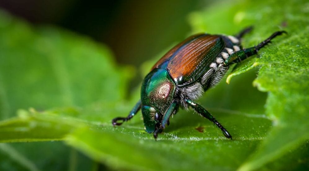 Killingsworth-environmental-5-tips-tricks-japanese-beetle-e1550759752873.jpg