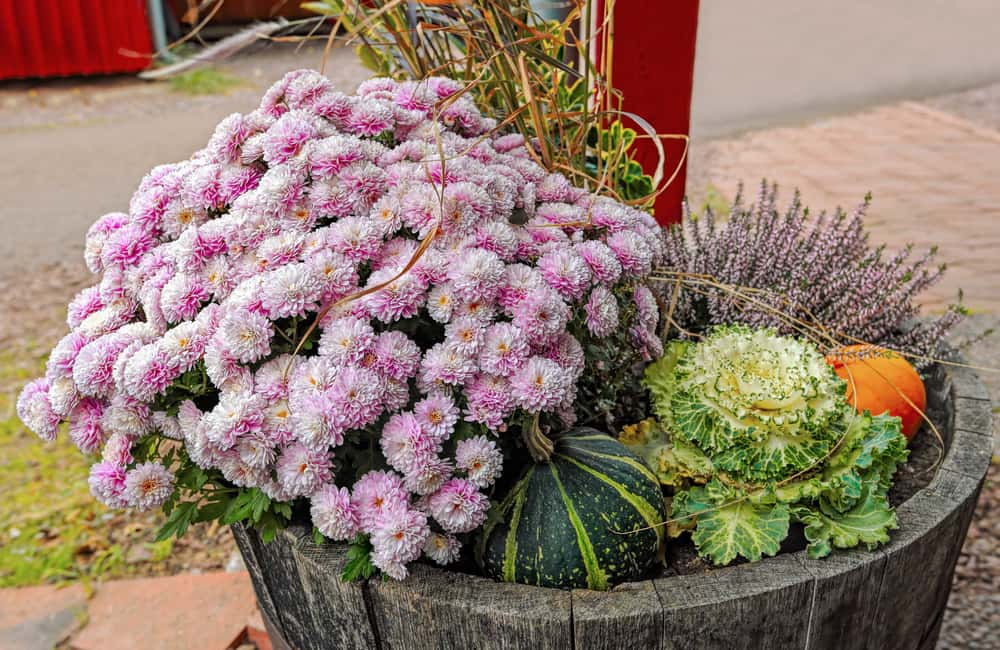 killingsworth-fall-container-garden.jpg