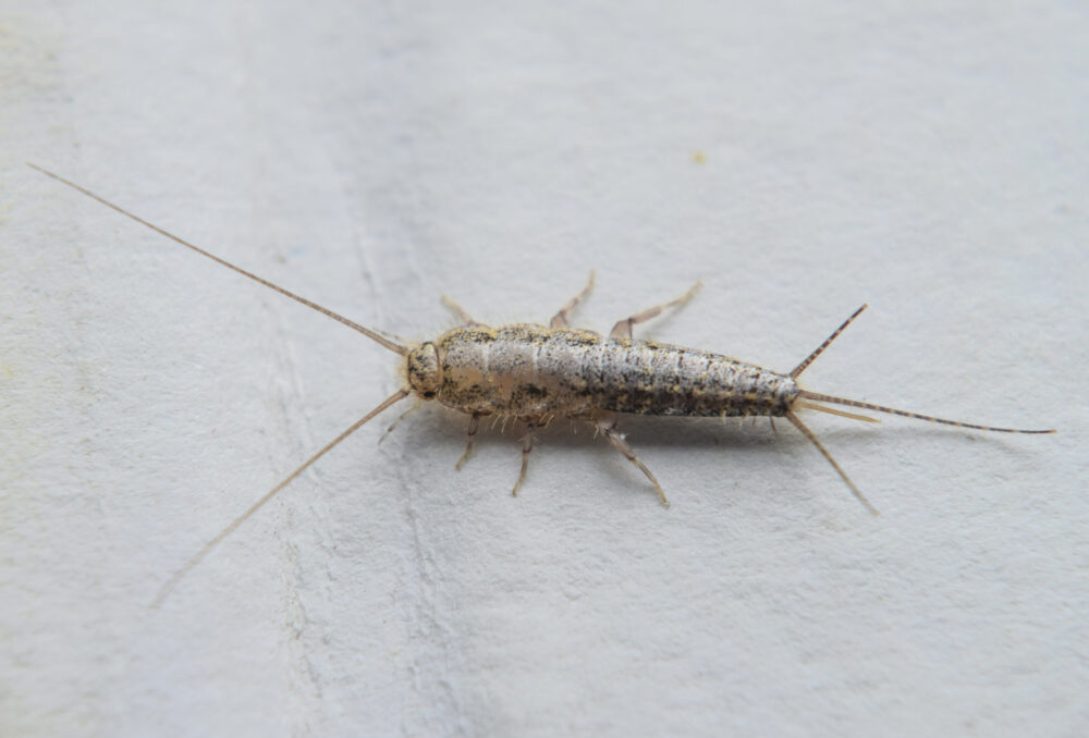 silverfish-scaled-e1605281847506.jpg