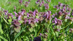 cool-season grass weeds