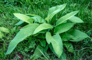 cool-season grass weeds