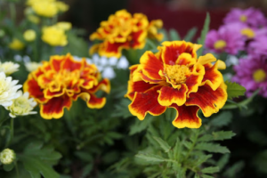 marigolds mosquitoes 