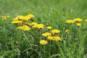 cool-season grass weeds