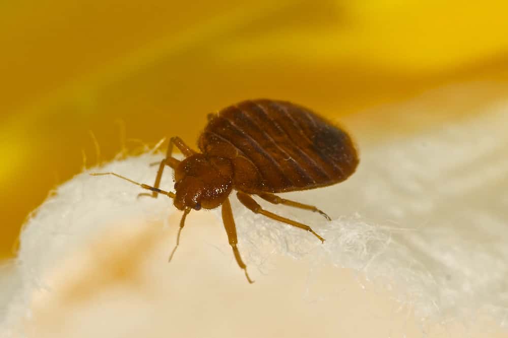 killingsworth-natural-remedies-eliminate-bed-bugs.jpg