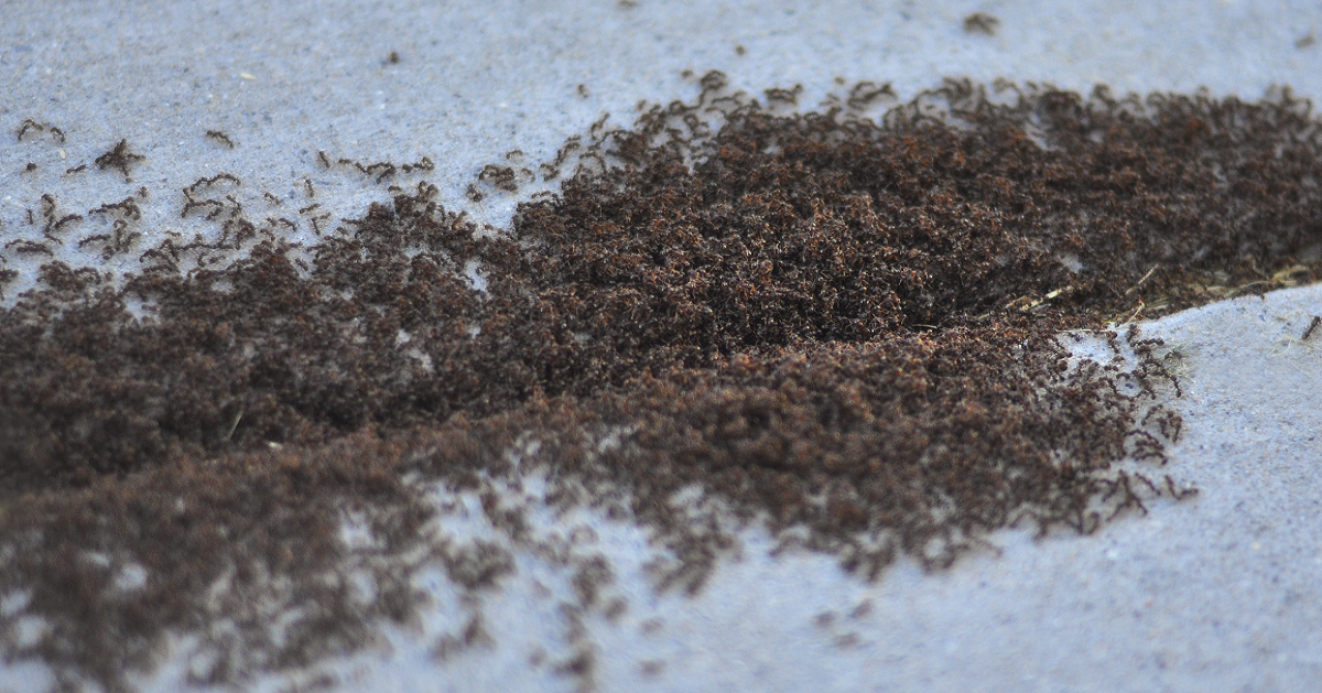 Pavement Ants