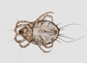 dust mite