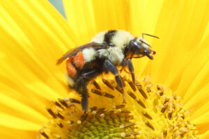 tri colored bumble bee