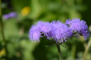 floss flower mosquitoes 