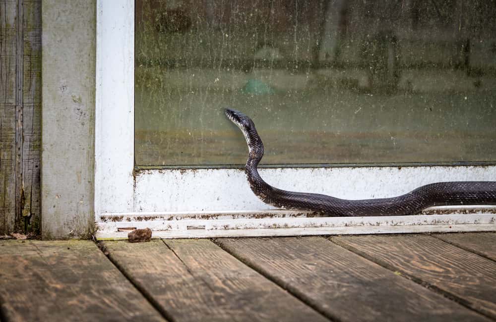 killingsworth-snake-in-home.jpg