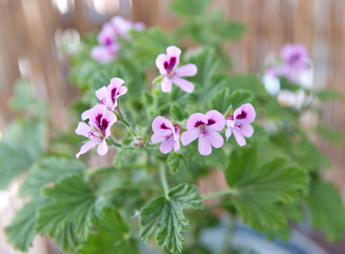 killingsworth-scented-geranium-mosquito-repelling-plants.jpg