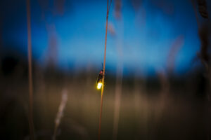 lightning bug