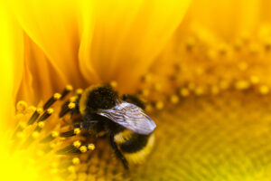 american bumble bee on flower