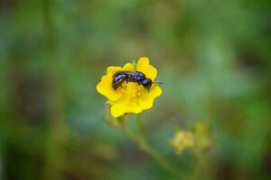 mason carpenter bee