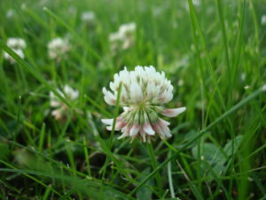 cool-season grass weeds