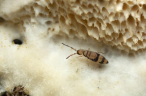 springtails