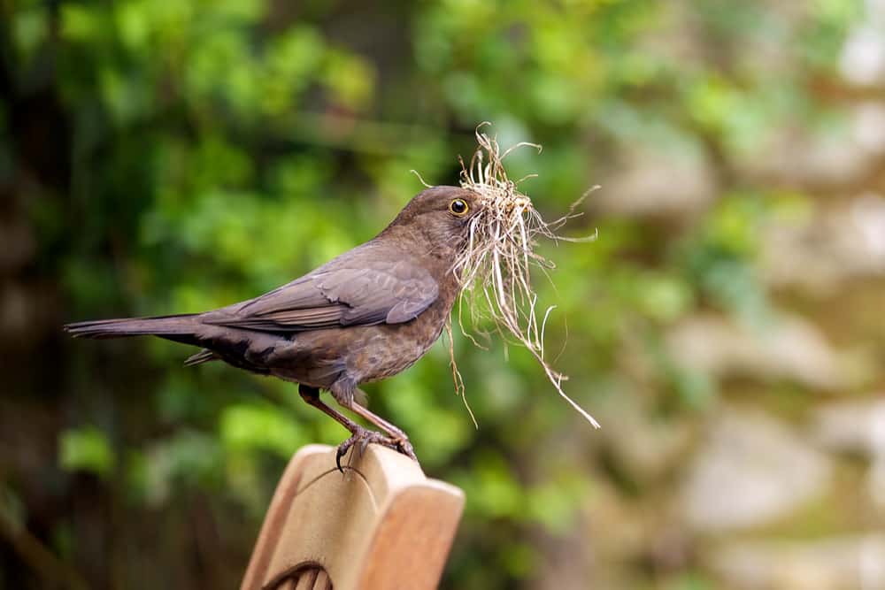 killingsworth-guide-to-bird-deterrence.jpg