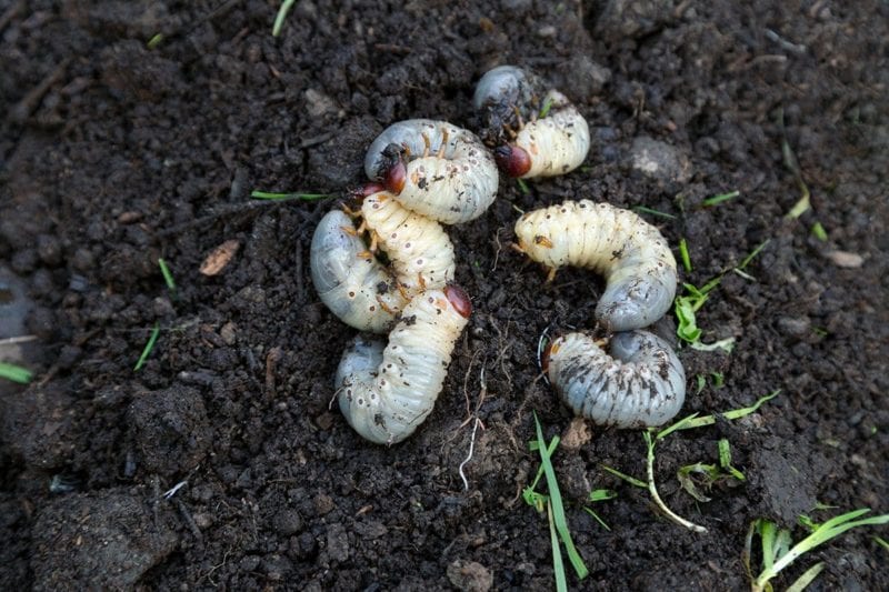 Killingsworth-Environmental-Got-Grubs-e1562780433179.jpg