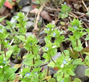 cool-season grass weeds