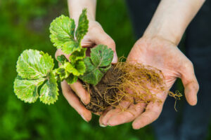 signs your plant is dying