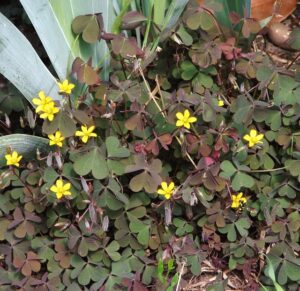 cool-season grass weeds