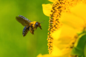 carpenter bee