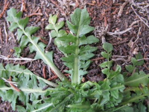 cool-season grass weeds