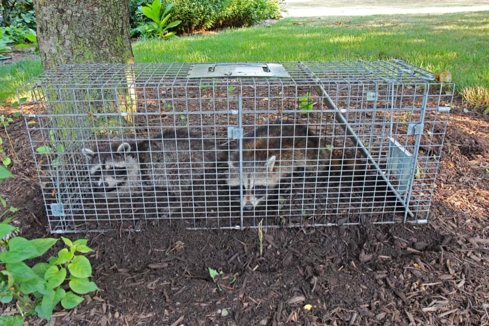 killingsworth-environmental-diy-home-wildlife-removal-dead-or-alive.jpg