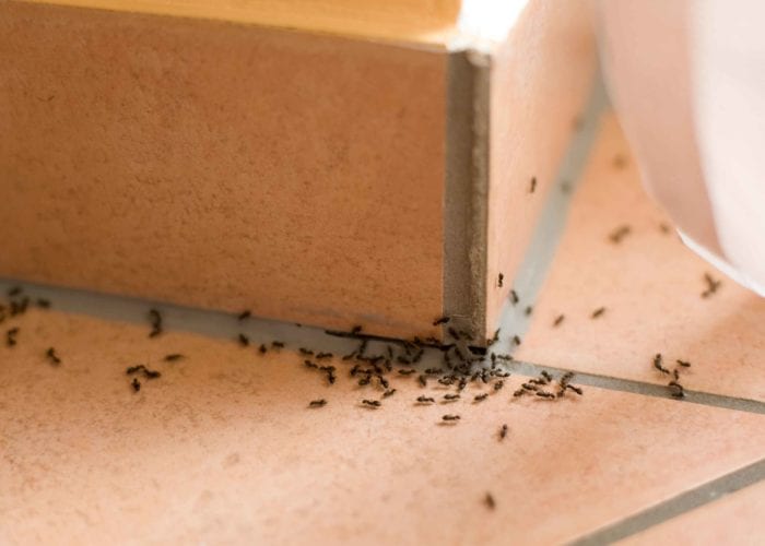 Ant-Problems-Killingsworth-Environmental-e1536872389868.jpg