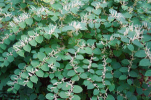 cool-season grass weeds