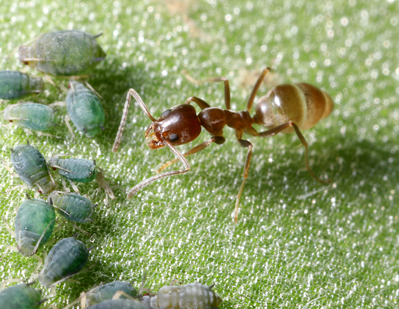 Ants are really strong. They have the ability to carry between 10 and 50 times their own body weight.