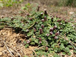 cool-season grass weeds