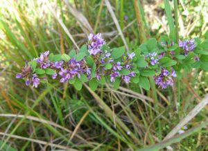 cool-season grass weeds