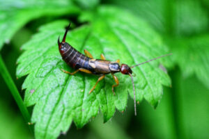 earwig outside